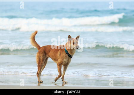 Visage de street dog standing on sand beach Banque D'Images