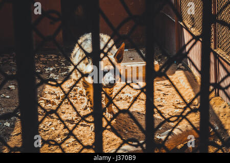 Gizeh, Egypte, mars 4, 2017 : hyène rayée en cage au zoo de Gizeh Banque D'Images