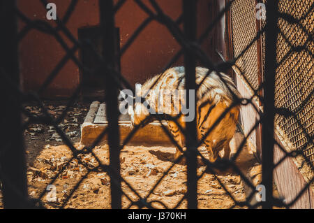 Gizeh, Egypte, mars 4, 2017 : hyène rayée en cage au zoo de Gizeh Banque D'Images