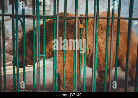 Gizeh, Egypte, mars 4, 2017 : ours brun en cage au zoo de Gizeh Banque D'Images