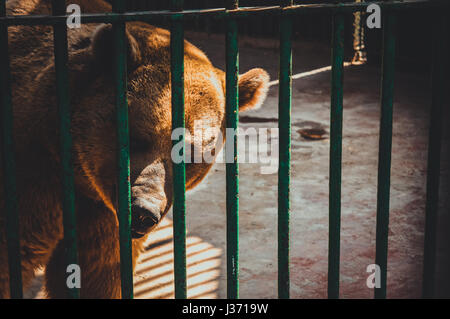 Gizeh, Egypte, mars 4, 2017 : ours brun en cage au zoo de Gizeh Banque D'Images