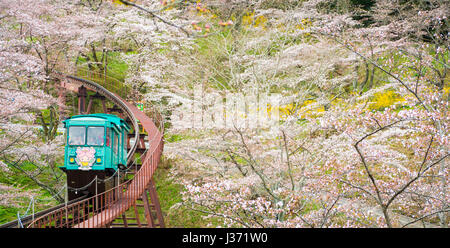 FUNAOKA , JAPON - 12 avril 2017 : un groupe de touristes utilisent le service de voiture de la pente jusqu'à la point de vue à travers les cerisiers en fleurs à Funaok Banque D'Images