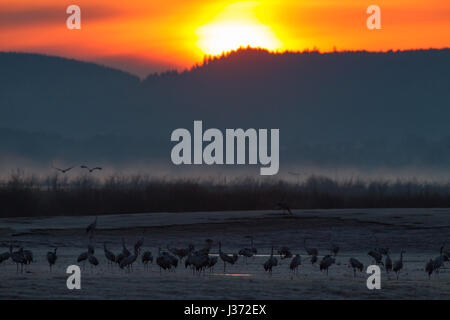 Grue commune / Grues eurasien (Grus grus) troupeau de définir à l'aube pour se reposer au lac Hornborga / Hornborgasjön au printemps, västergötland, Suède Banque D'Images