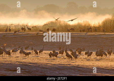 Grue commune / Grues eurasien (Grus grus) troupeau de définir à l'aube pour se reposer au lac Hornborga / Hornborgasjön au printemps, västergötland, Suède Banque D'Images