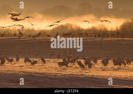 Grue commune / Grues eurasien (Grus grus) troupeau de définir à l'aube pour se reposer au lac Hornborga / Hornborgasjön au printemps, västergötland, Suède Banque D'Images
