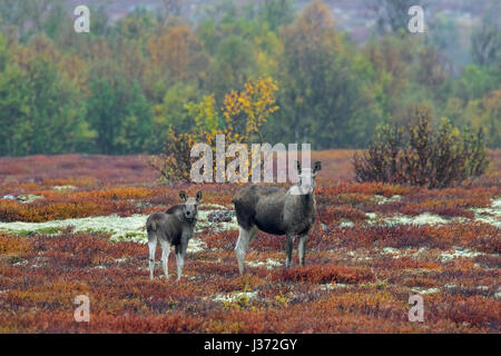 L'orignal (Alces alces) Vache et son veau se nourrissent dans les landes à l'automne, Scandinavie Banque D'Images