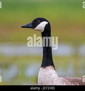 Bernache du Canada (Branta canadensis) portrait Banque D'Images