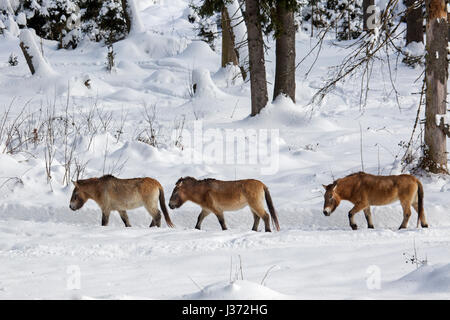 Trois chevaux de Przewalski (Equus ferus przewalskii) indigène dans les steppes de Mongolie, l'Asie centrale, marcher dans la neige en hiver Banque D'Images