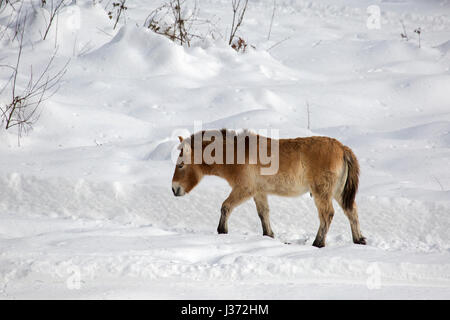 Cheval de Przewalski (Equus ferus przewalskii) indigène dans les steppes de Mongolie, l'Asie centrale dans la neige en hiver Banque D'Images