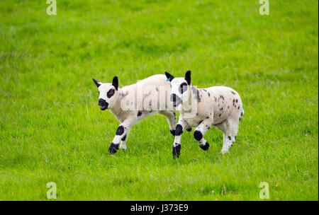 Kerry Hill troupeau de moutons agneaux de printemps Banque D'Images