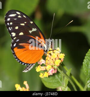 Nouveau monde Hecale ou Tiger Longwing (Heliconius Hecale) se nourrissant sur une fleur tropicale. A.k.a. Golden Heliconian papillon, on trouve du Mexique au Pérou. Banque D'Images