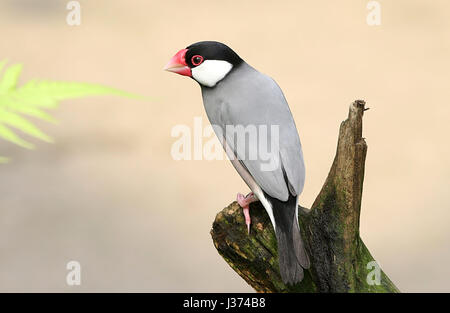 Java de l'Asie du Sud-Est ou Sparrow Riz Javan Finch (Padda oryzivora, Lonchura oryzivora) Banque D'Images