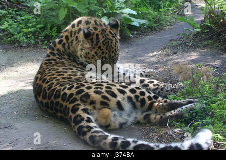 L'amour masculin ou Far Eastern Leopard (Panthera pardus orientalis) nettoyant sa fourrure. Banque D'Images