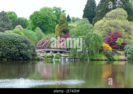 Jardin paysagé par un lac avec un pont sentier entre les rhododendrons, azalées roses jaunes en fleurs, arbres, conifères, dans une campagne anglaise Banque D'Images