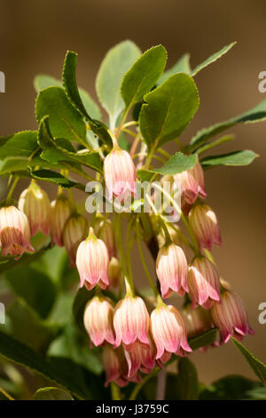 Pointe rouge fleurs de bell blanc hardy arbuste à feuilles caduques, Enkianthus perulatus Banque D'Images