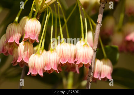 Pointe rouge fleurs de bell blanc hardy arbuste à feuilles caduques, Enkianthus perulatus Banque D'Images