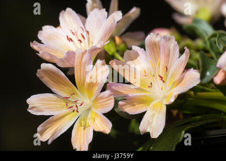 Des plantules de couleur pêche du Lewisia longipetala 'Petit Tutti Frutti' souche Banque D'Images