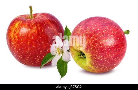 Les pommes avec des fleurs isolé sur fond blanc Banque D'Images