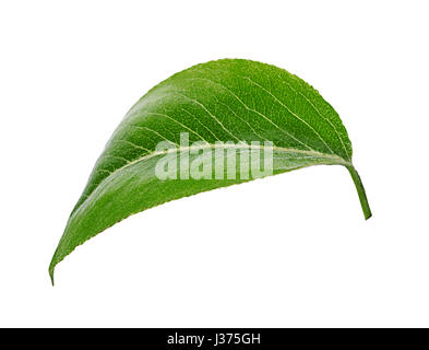 Les poires feuilles isolées sur fond blanc Banque D'Images