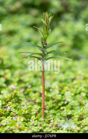 Arbre d'if (Taxus baccata) arbrisseau. Les jeunes arbres de semis dans la famille Taxaceae accroître par le mat de l'esprit votre propre entreprise (Soleirolia soleirolii) Banque D'Images