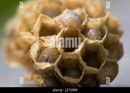 Cellules hexagonales avec des larves de guêpe (Vespula Vulgaris). Centre d'exposition du nid de guêpe avec des vers blancs visble, dans les premiers stades de la construction Banque D'Images