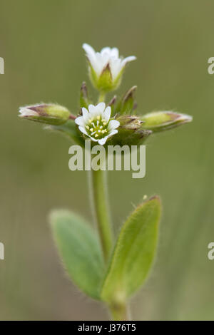 Souris commune (Cerastium fontanum-auriculaire) fleurs. Plante à croissance faible de cluster avec une entaille profonde à pétales blancs, dans la famille Caryophyllaceae Banque D'Images