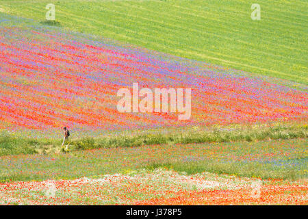 Les prés de fleurs multicolores sur le plateau de Castelluccio durant une journée d'été. Banque D'Images