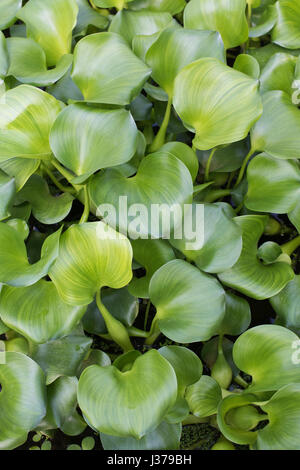 Eichhornia crassipes. La jacinthe quitte Banque D'Images