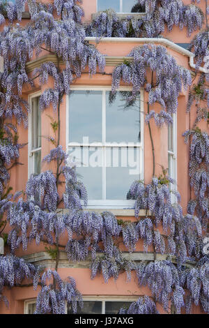 La glycine de Chine à l'avant d'une maison d'habitation dans d'Iffley road, Oxford, Oxfordshire, UK Banque D'Images