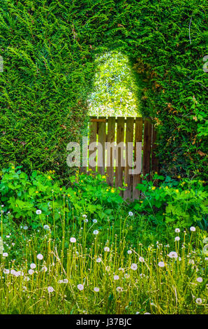 Porte de jardin en bois en voûte, en privé, de couverture de pissenlits, Ariège, France Banque D'Images