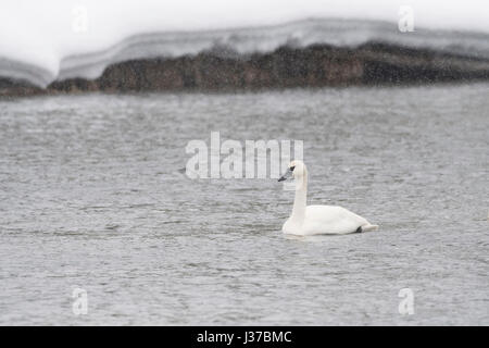 Le cygne / Trompeterschwan ( Cygnus buccinator ) dans l'hiver rigoureux, natation, reposant sur Madison River au cours de fortes chutes de neige, Yellowstone NP, USA. Banque D'Images