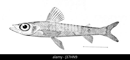 Chlorophthalmus agassizi, également connu sous le nom d'oeil de verre d'Agassiz, est une espèce de poisson trouvée dans les eaux profondes de l'océan. Il est reconnu pour ses grands yeux et sa bioluminescence, ce qui en fait un sujet fascinant de recherche marine. Banque D'Images