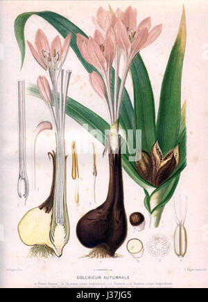 Colchicum autumnale, également connu sous le nom de crocus d'automne, est une plante à fleurs de la famille des Colchicaceae, originaire d'Europe et d'Asie occidentale, communément trouvée dans les bois et les prairies. Banque D'Images