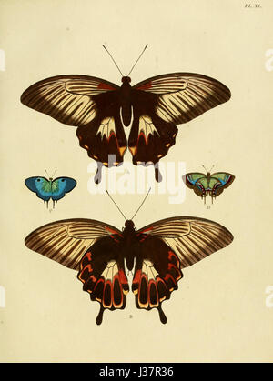 Cette illustration tirée de « Uitlandsche Kapellen » de Cramer & Stoll, volume 1, présente des papillons exotiques et des papillons de nuit de différentes parties du monde. La plaque détaillée met en valeur la diversité des espèces. Banque D'Images