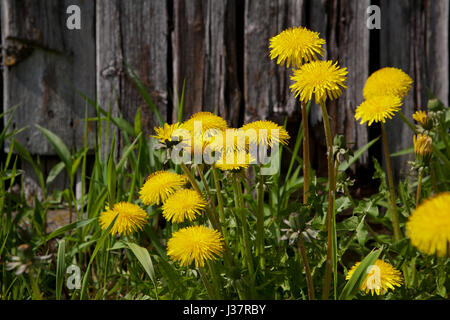 Fleurs de pissenlit jaune avec des feuilles dans l'herbe verte, vieux bois, mur photo printemps Banque D'Images