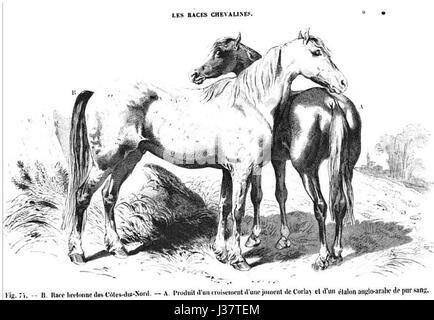 Il s'agit d'une statue de cheval ou d'une œuvre d'art connue sous le nom de « cheval de Corlay ». Le sujet est probablement lié à un hommage ou une figure historique ou culturel. Banque D'Images