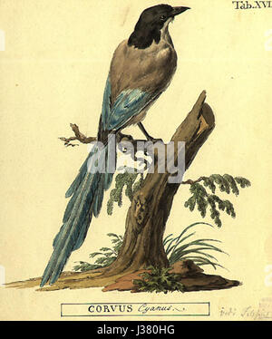 Cyanopica cyanus, communément appelé la pie à ailettes Azur, est une espèce d'oiseau originaire d'Asie de l'est. L'oiseau est connu pour ses ailes bleues distinctives et est illustré par Peter Simon Pallas, un naturaliste éminent. Banque D'Images