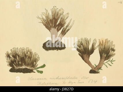 'Figures colorées de champignons anglais ou champignons' est une œuvre botanique illustrant diverses espèces de champignons. La planche 156 se concentre sur la représentation détaillée des variétés fongiques trouvées en Angleterre, contribuant à la mycologie. Banque D'Images