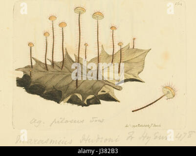 Ce titre fait référence à une œuvre illustrée qui représente divers champignons ou champignons originaires d'Angleterre. Il fournit des représentations colorées de ces organismes, probablement à des fins scientifiques ou éducatives. Banque D'Images