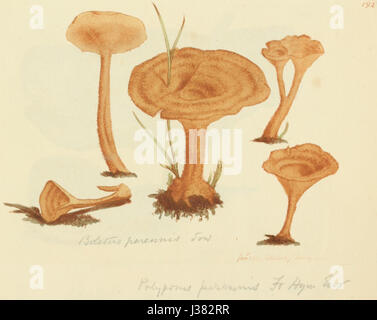 Ce titre fait référence à un livre ou une collection intitulé *figures colorées de champignons anglais ou de champignons*, présentant diverses espèces de champignons en couleur. Il s'agit probablement d'un travail botanique ou mycologique important. Banque D'Images