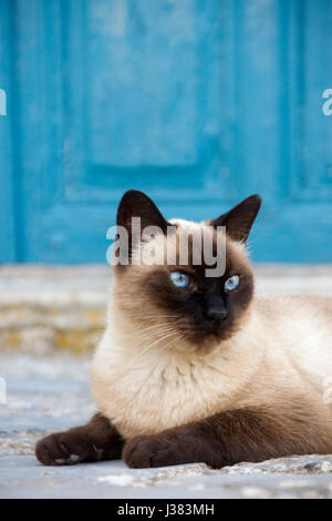 Chat Siamois se détendre devant une porte peinte en bleu. Banque D'Images