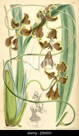Cette illustration botanique de Curtis montre le Cyrtochilum cryptocopis, une espèce d'orchidée qui était autrefois classée Oncidium cryptocopis. La plaque offre une documentation visuelle détaillée des caractéristiques distinctives de cette fleur. Banque D'Images