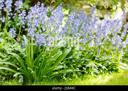 Jacinthes dans un jardin de fleurs à la frontière Banque D'Images