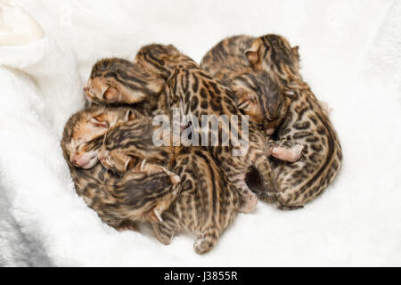 Bengal Les chatons nouveau-nés Banque D'Images