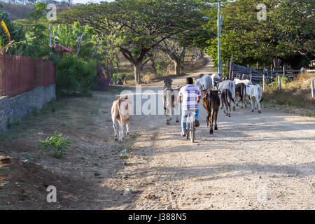 Rajada, Guanacaste, Costa Rica - 11 avril : l'homme dans un élevage de vaches à vélo la route principale. 11 avril 2017, Rajada, Guanacaste, Costa Rica. Banque D'Images