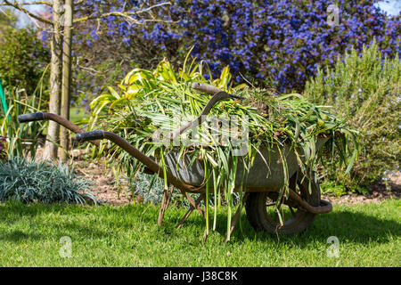 Brouette avec herbe parasite Parasites jardinage France. Banque D'Images