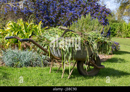 Brouette avec herbe parasite Parasites jardinage France. Banque D'Images