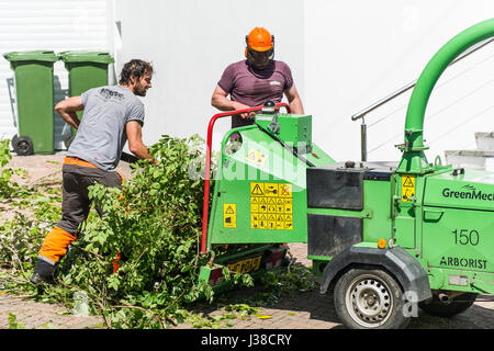 Arboriculteurs ; arbre chirurgiens ; élimination ; Bois GreenMech Arboriste 150 broyeur ; élimination ; feuillage ; machine ; les travailleurs manuels, bande d'wor Banque D'Images