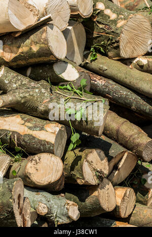 Une pile de grumes fraîchement coupé du sycomore la texture de l'écorce de bois de grumes à sciages personne pile Banque D'Images