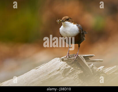 Balancier à gorge blanche (Cinclus cinclus) collecte de nourriture pour ses poussins Banque D'Images